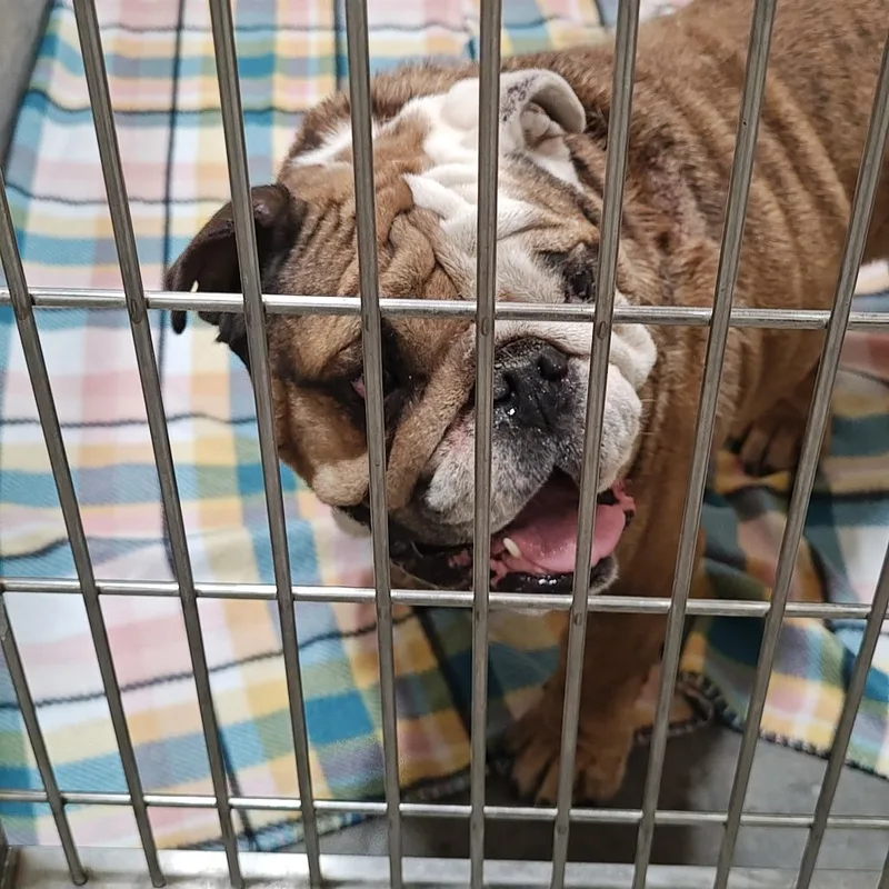 An adult large-sized male Brown / Chocolate English Bulldog dog named IEPAStray for adoption in Upland, CA