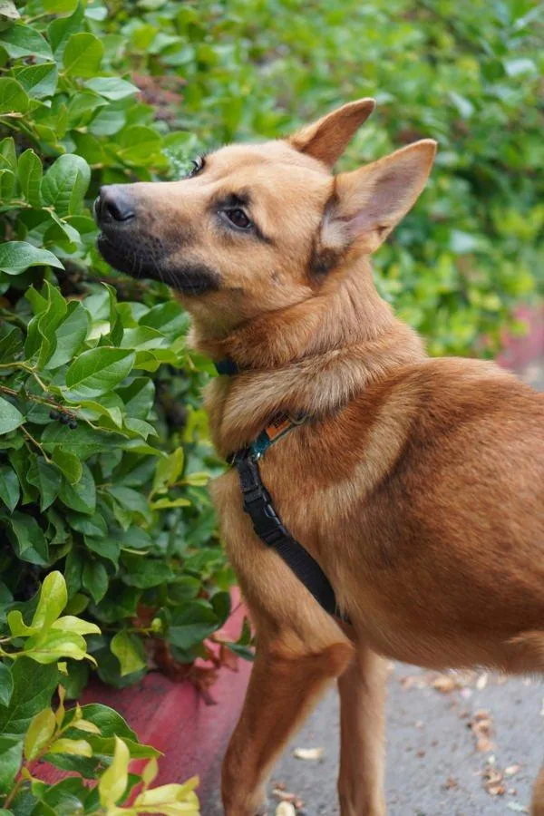 An adult medium-sized male German Shepherd Dog dog named Wayne for adoption in Vancouver, WA