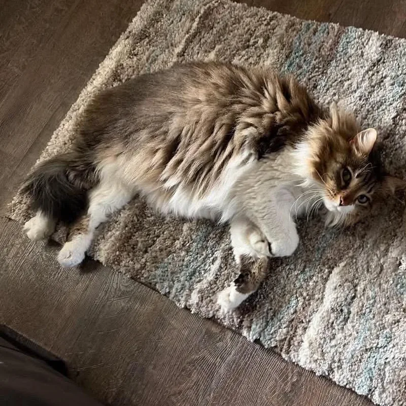 An adult small-sized female Gray / Blue / Silver Domestic Long Hair cat named Lena for adoption in Normal, IL