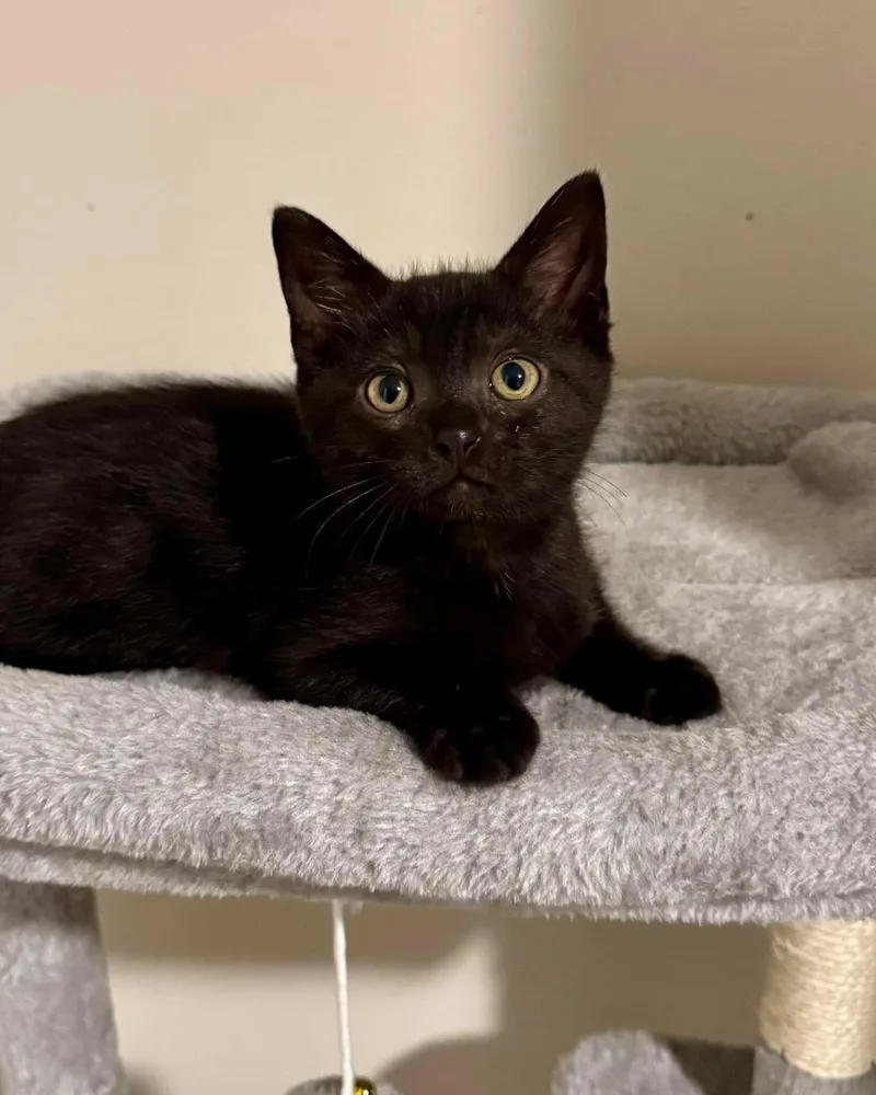 A baby medium-sized male Black Domestic Short Hair cat named Benedict for adoption in Collierville, TN