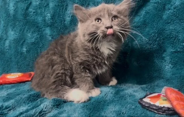 A baby small-sized female Domestic Short Hair cat named Vegas for adoption in Fairfield, CA