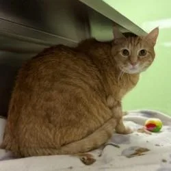 An adult extra large-sized male Orange / Red Domestic Short Hair cat named Akamai for adoption in Bullhead City, AZ