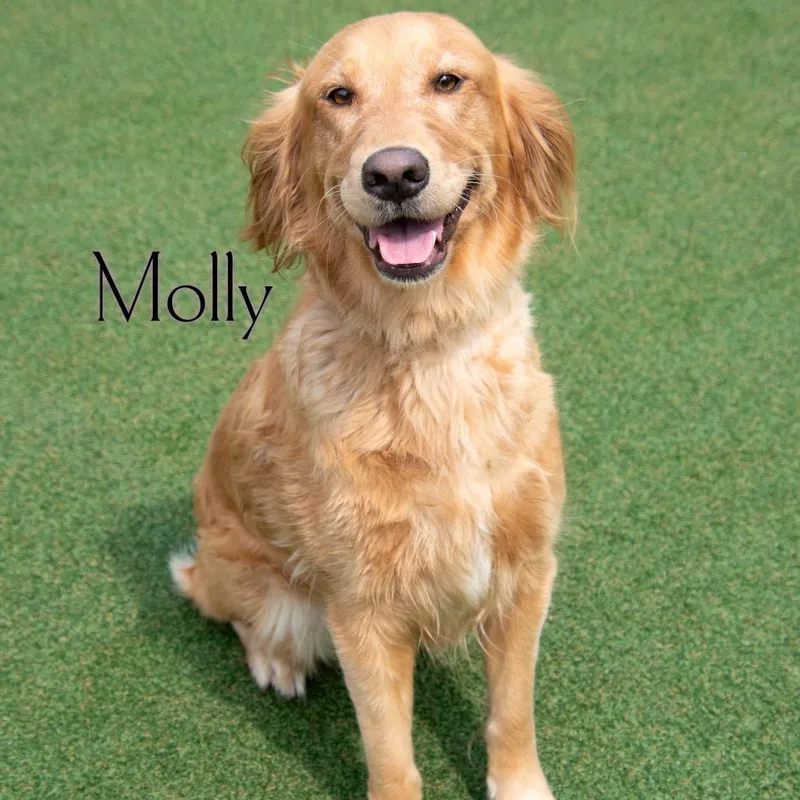 Molly thumbnail 2
