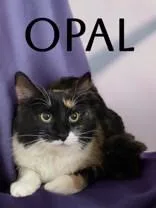 OpalMae thumbnail 2