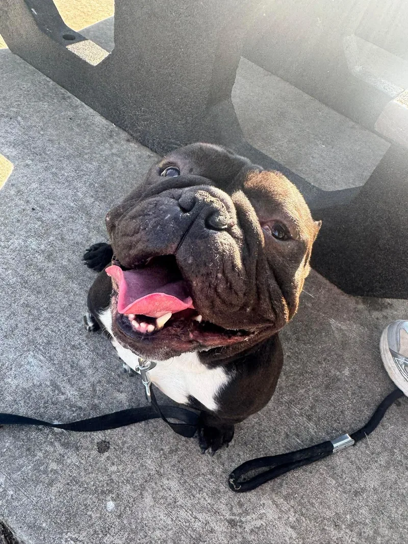 An adult medium-sized male English Bulldog dog named Ozzy for adoption in Arlee, MT