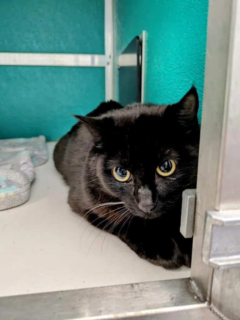 A young medium-sized female Domestic Short Hair cat named Checkers  Binx for adoption in Kodiak, AK