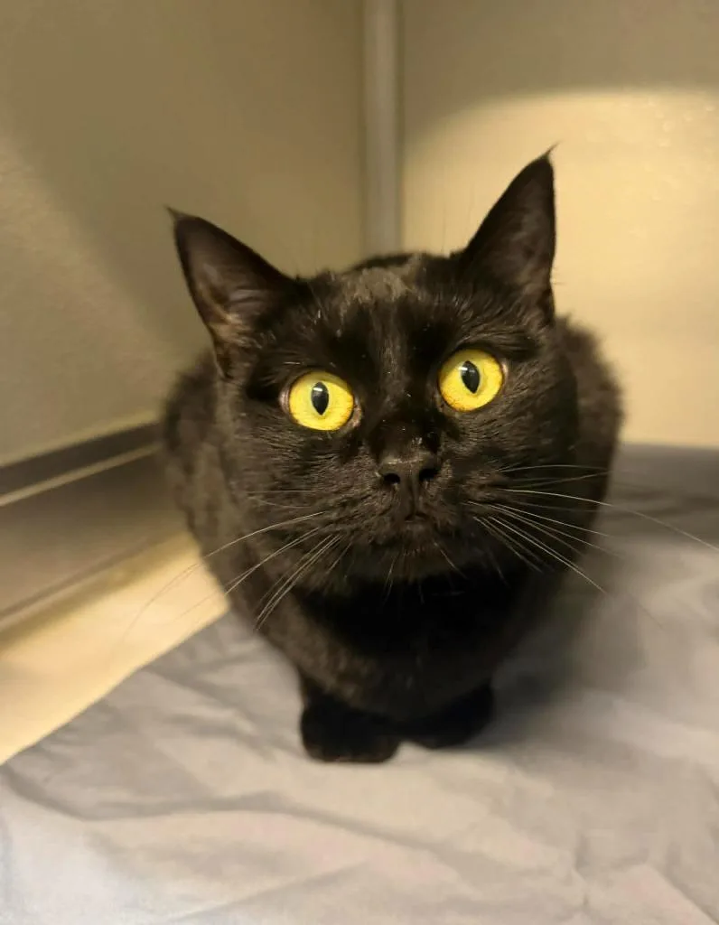 Checkers  Binx thumbnail 2