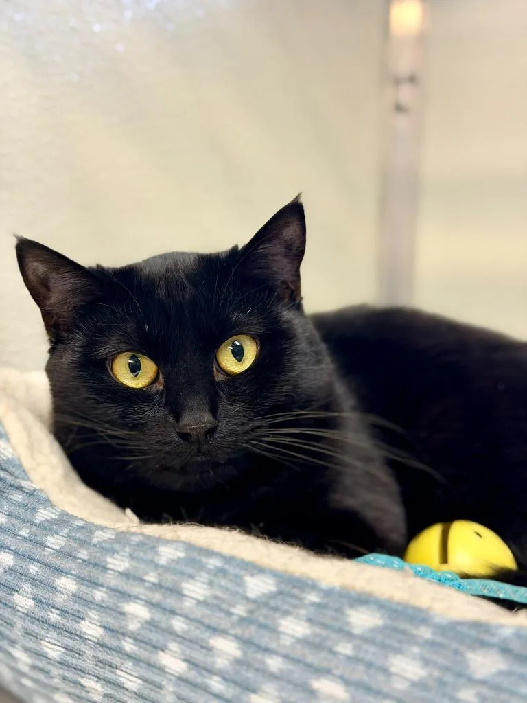 Checkers  Binx thumbnail 3