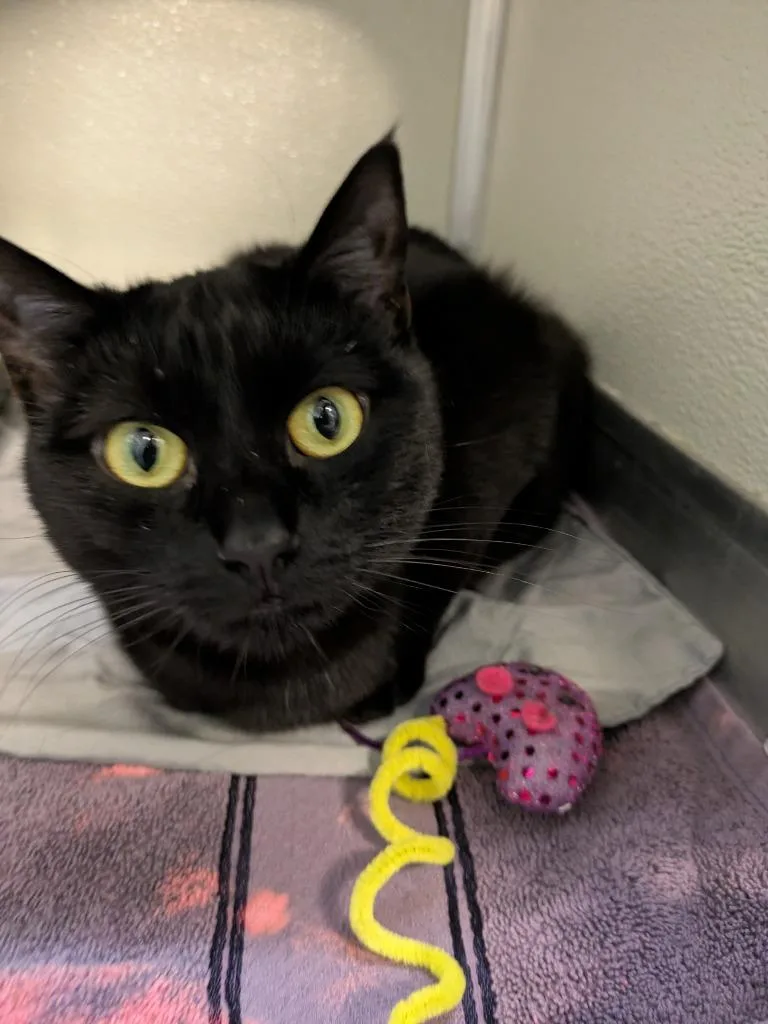 Checkers  Binx thumbnail 5