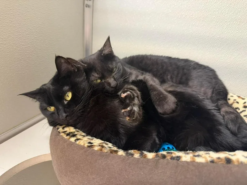 Checkers  Binx thumbnail 6