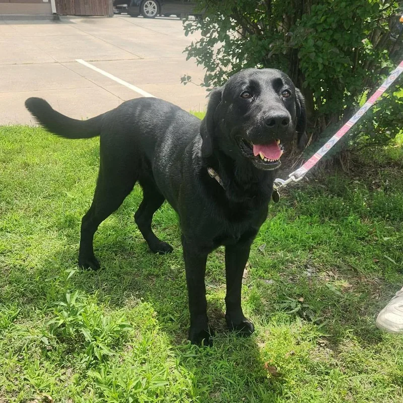 An adult large-sized male Black Labrador Retriever dog named River for adoption in Hackett, AR