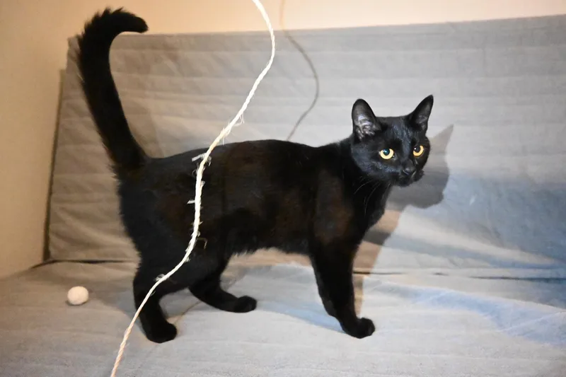 A young medium-sized female Black Domestic Short Hair cat named Salem for adoption in Rossville, TN