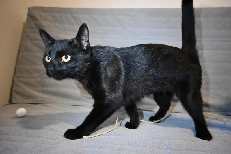 Salem thumbnail 2