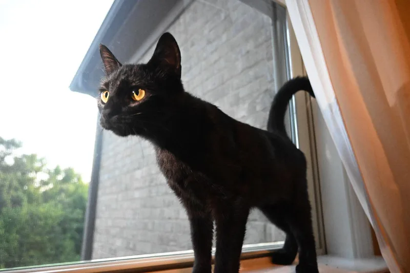 Salem thumbnail 3