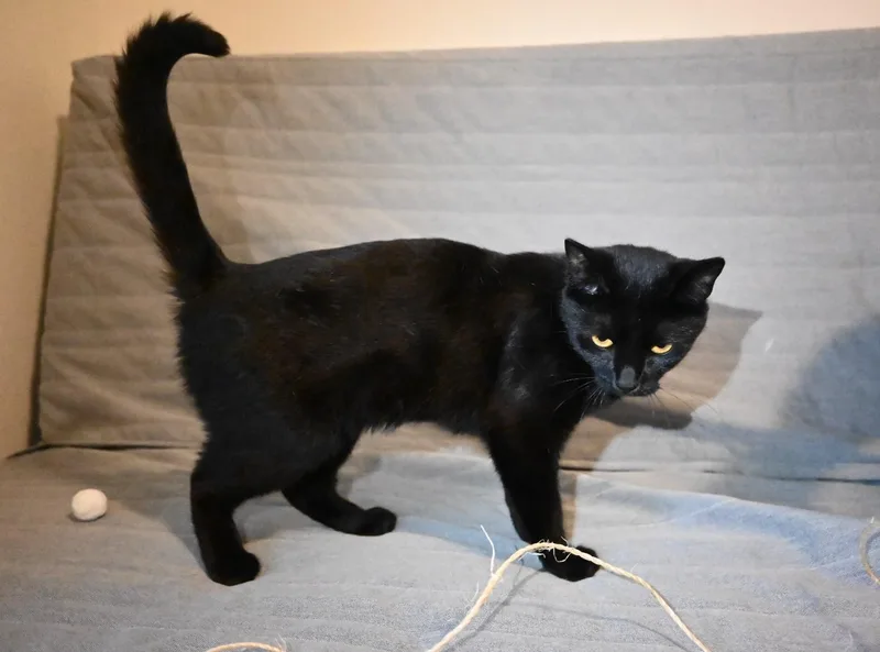 Salem thumbnail 4
