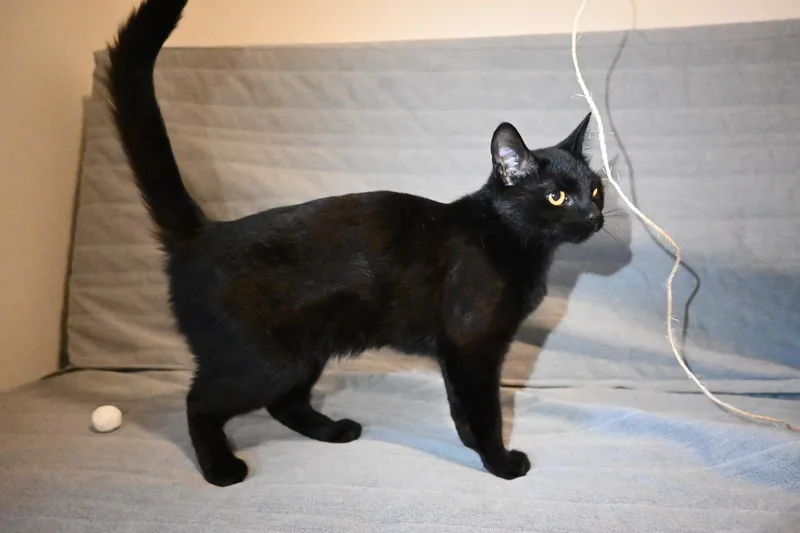 Salem thumbnail 5