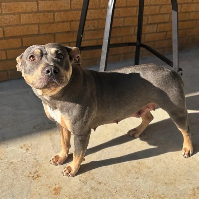 A young medium-sized female Pit Bull Terrier dog named Renee for adoption in Huntsville, AL