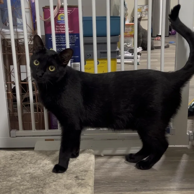 A young medium-sized male Black Domestic Short Hair cat named Glenn for adoption in Royal Oak, MI