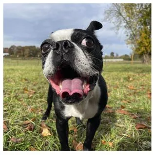 An adult small-sized male Boston Terrier dog named Max for adoption in Pasco, WA