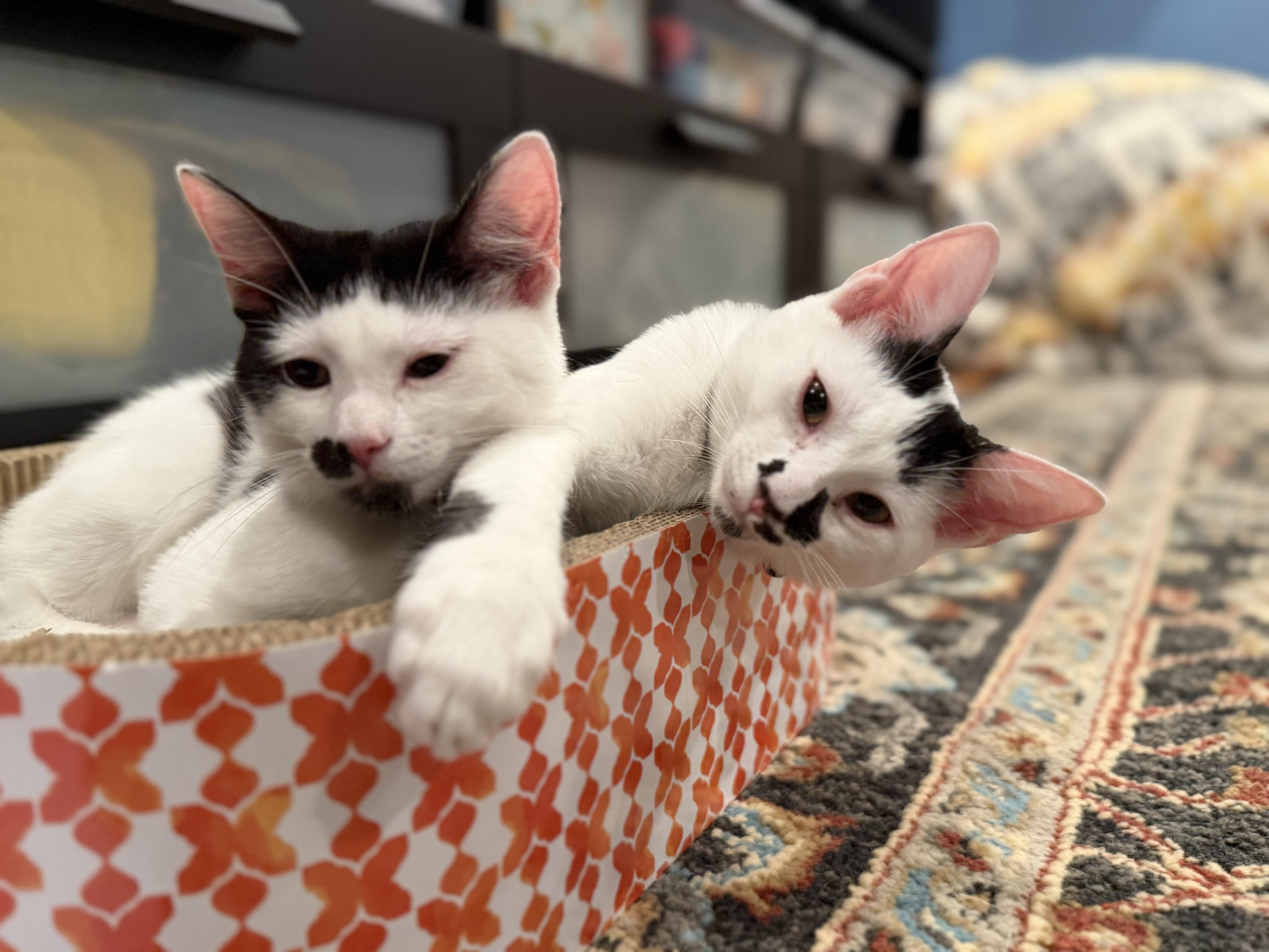 A baby medium-sized male Domestic Short Hair cat named Salt and Pepper for adoption in Columbia, MD