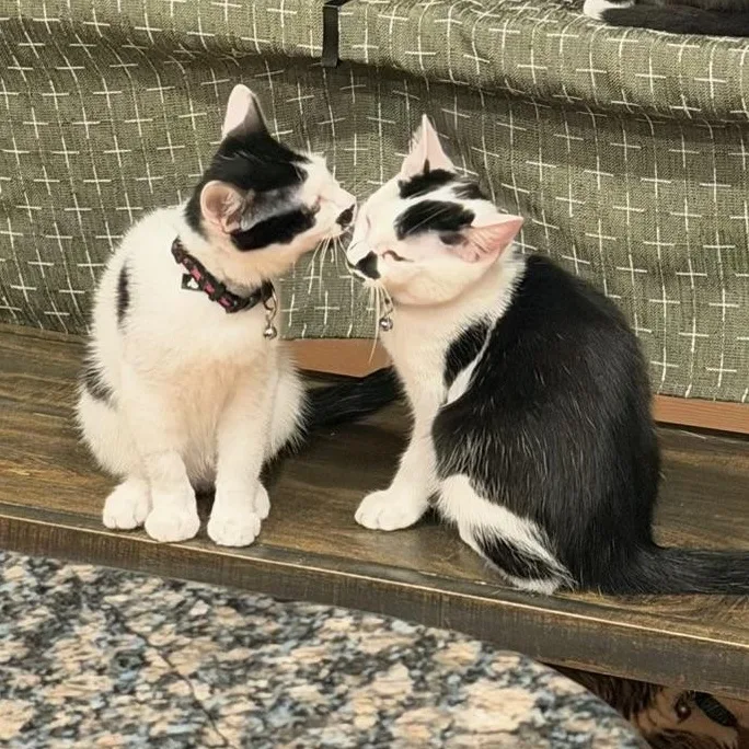 Salt and Pepper thumbnail 2
