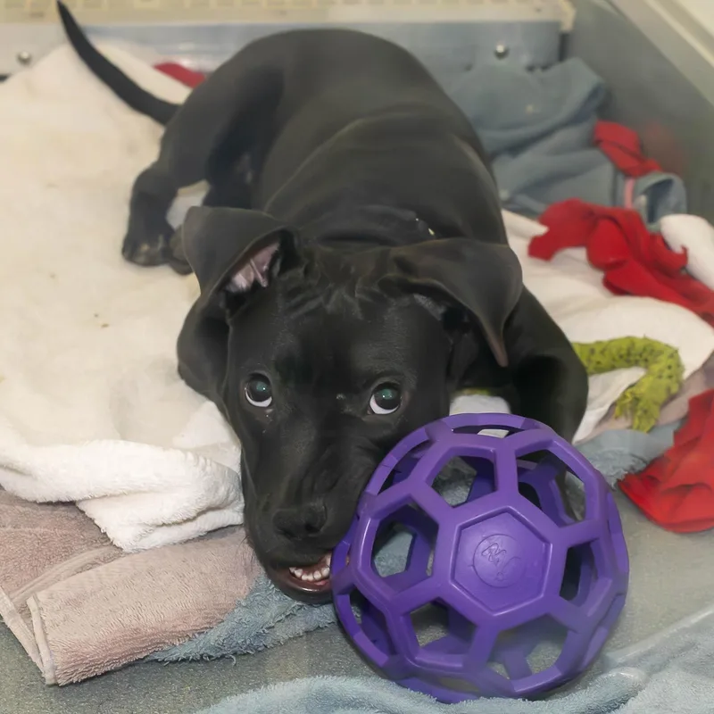 A young medium-sized female Black Mixed Breed dog named Dior for adoption in Chicago, IL