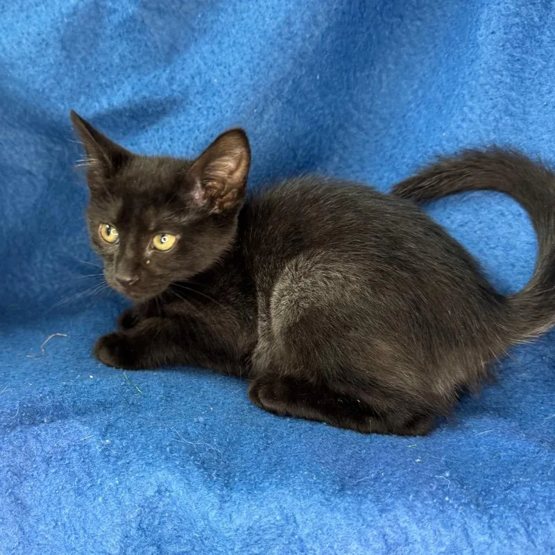 A baby small-sized male Black Russian Blue cat named Doc for adoption in Mount Vernon, IL