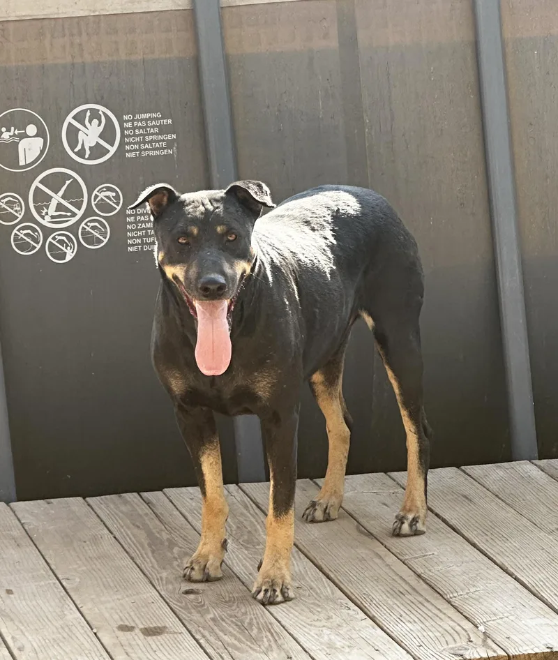 An adult medium-sized male Brown / Chocolate Doberman Pinscher dog named Scooby for adoption in Sherman Oaks, CA