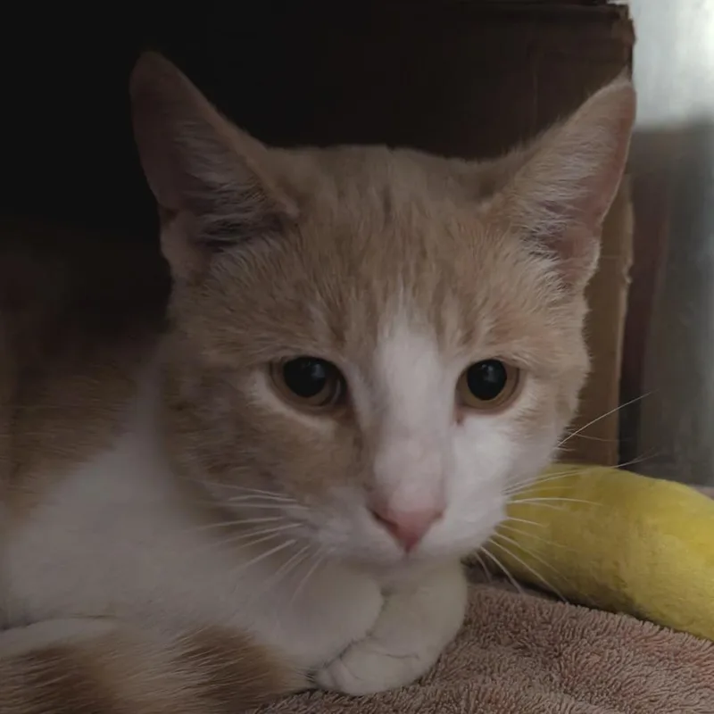 An adult small-sized male Brown / Chocolate Domestic Short Hair cat named Brake Pad for adoption in West Olive, MI