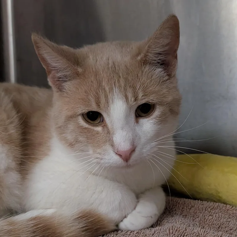 Brake Pad thumbnail 2