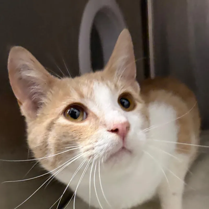 Brake Pad thumbnail 3