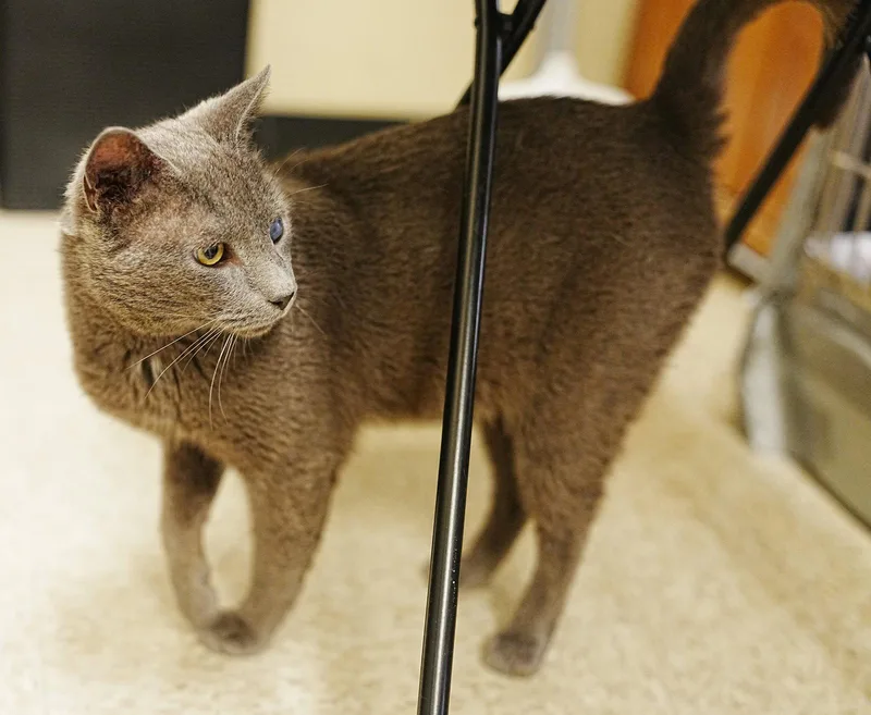 An adult medium-sized male Russian Blue cat named Lee for adoption in Herndon, VA