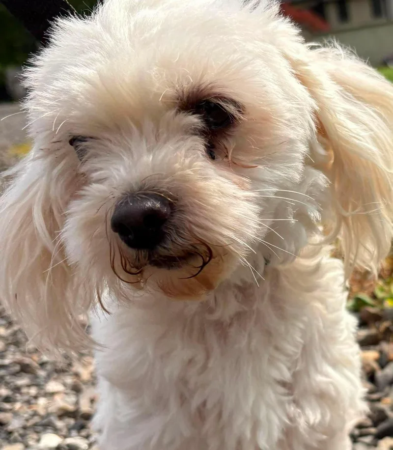 An adult small-sized female Maltese dog named Feta for adoption in Havertown, PA