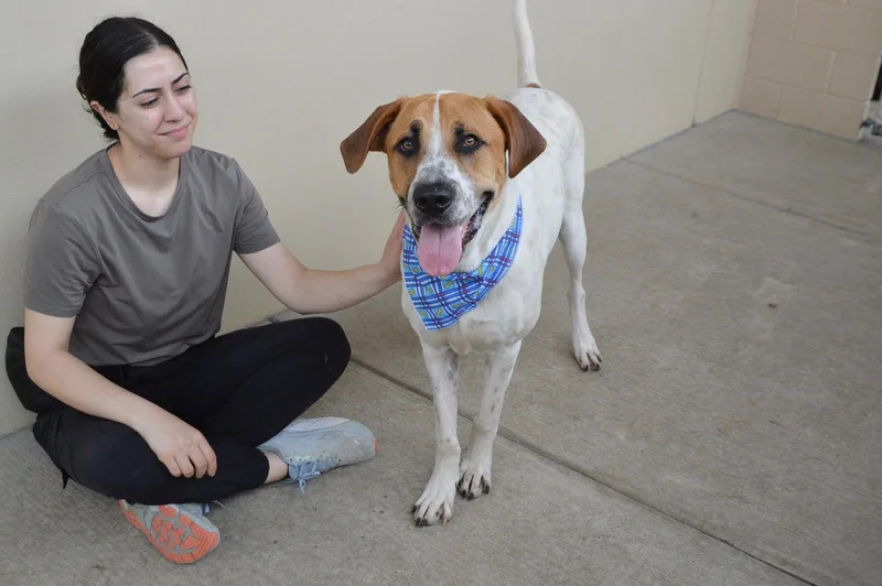 An adult large-sized male Labrador Retriever dog named Tarik for adoption in McKinney, TX