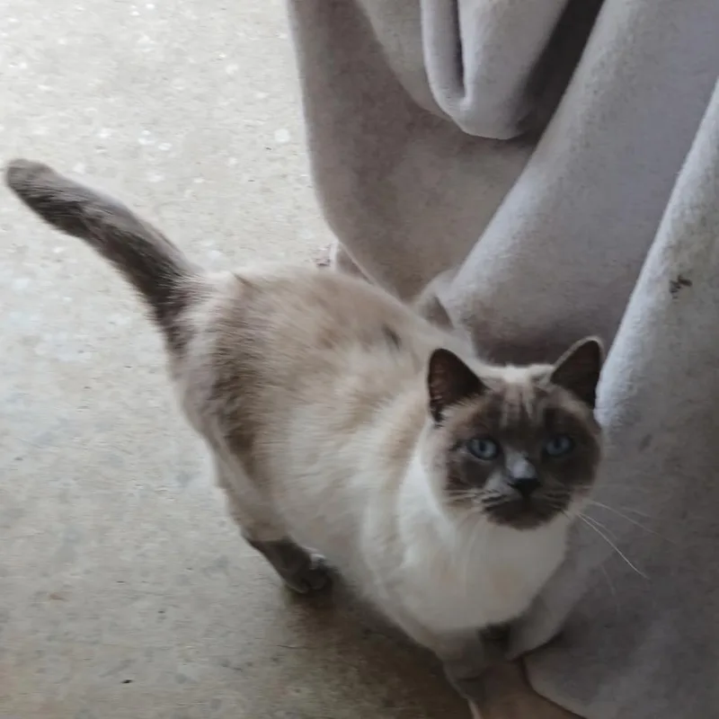 An adult medium-sized female Seal Point Domestic Short Hair cat named Pudding for adoption in Mokena, IL