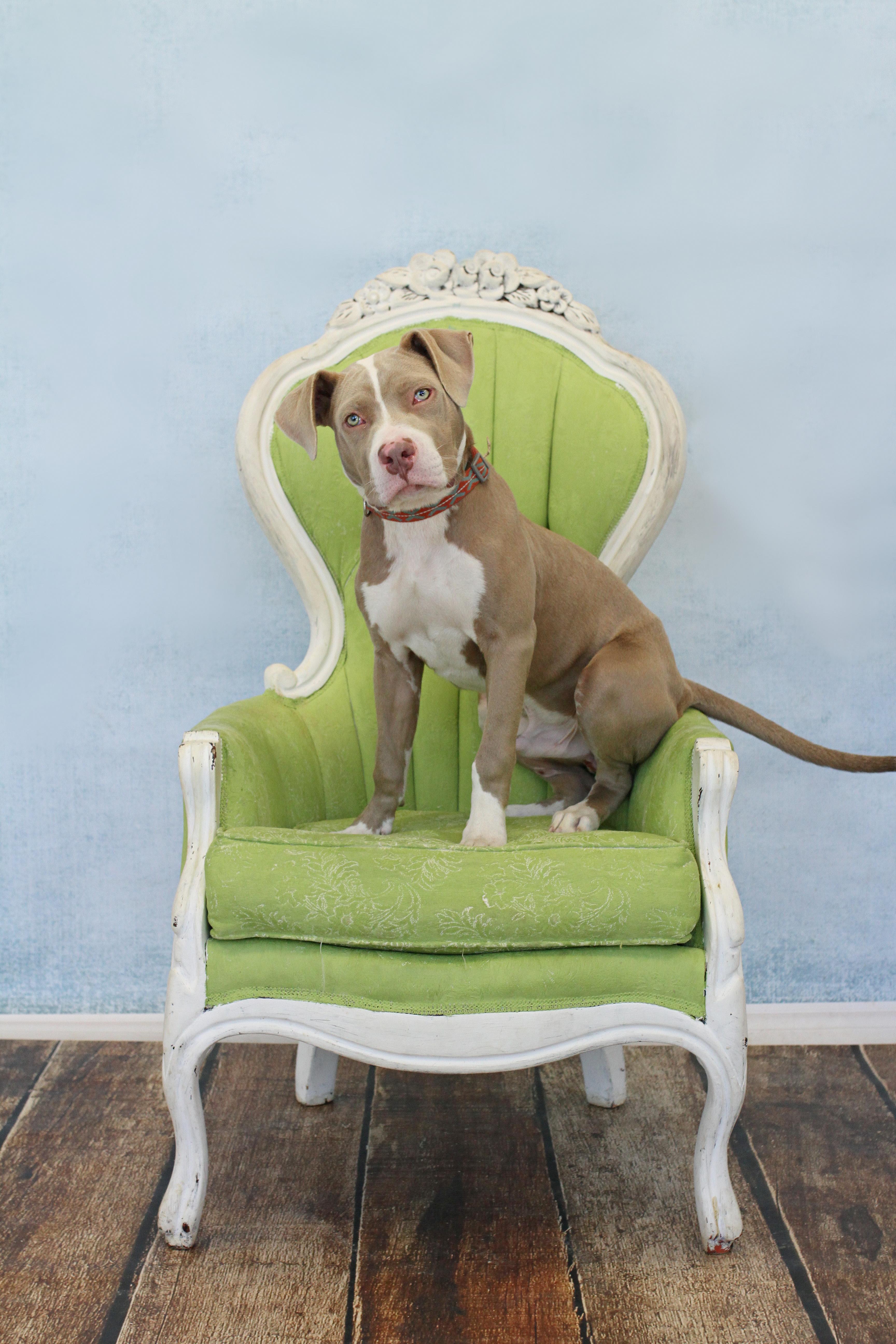 A young large-sized male Yellow / Tan / Blond / Fawn Pit Bull Terrier dog named Marvel for adoption in Tyler, TX