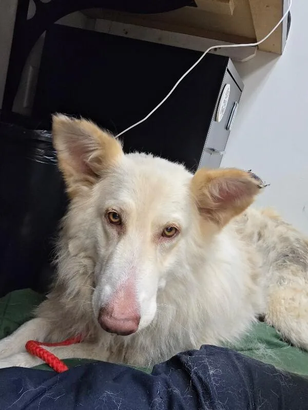 An adult extra large-sized female White / Cream German Shepherd Dog dog named Leslie for adoption in Disputanta, VA