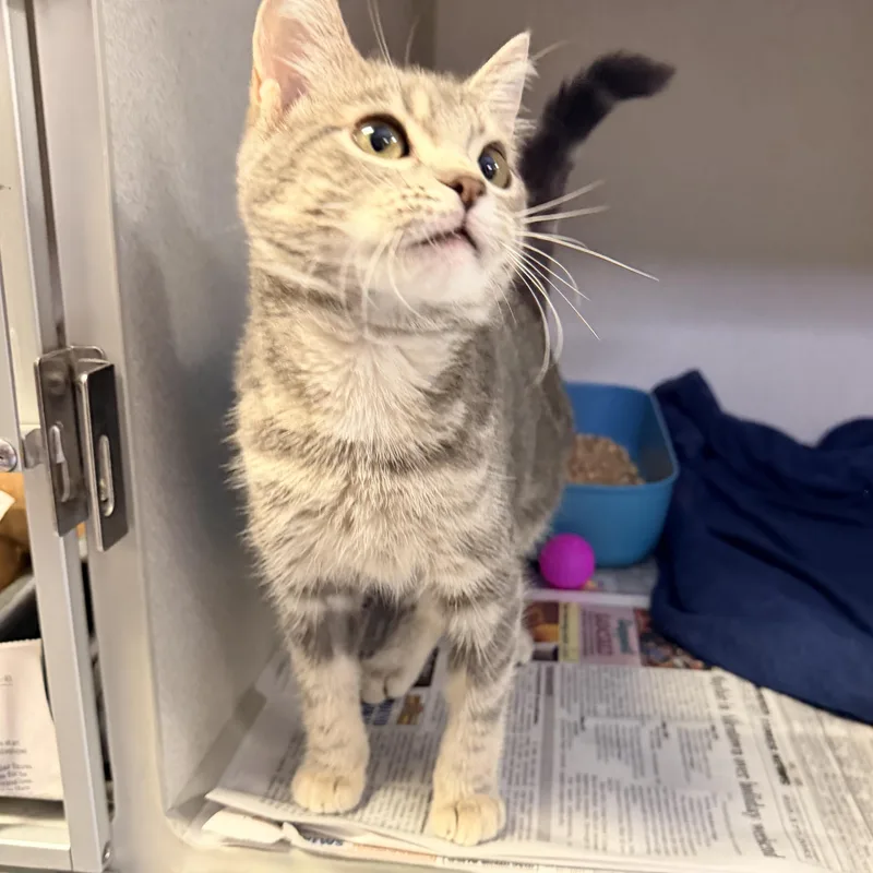 A baby medium-sized female Tabby (Gray / Blue / Silver) Domestic Short Hair cat named Arizona for adoption in Pottsville, PA