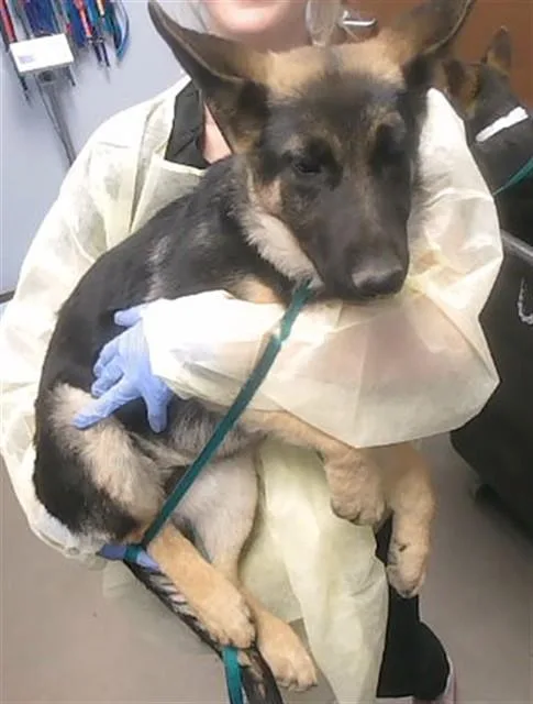 A baby large-sized female German Shepherd Dog dog named Sarah for adoption in Phoenix, AZ