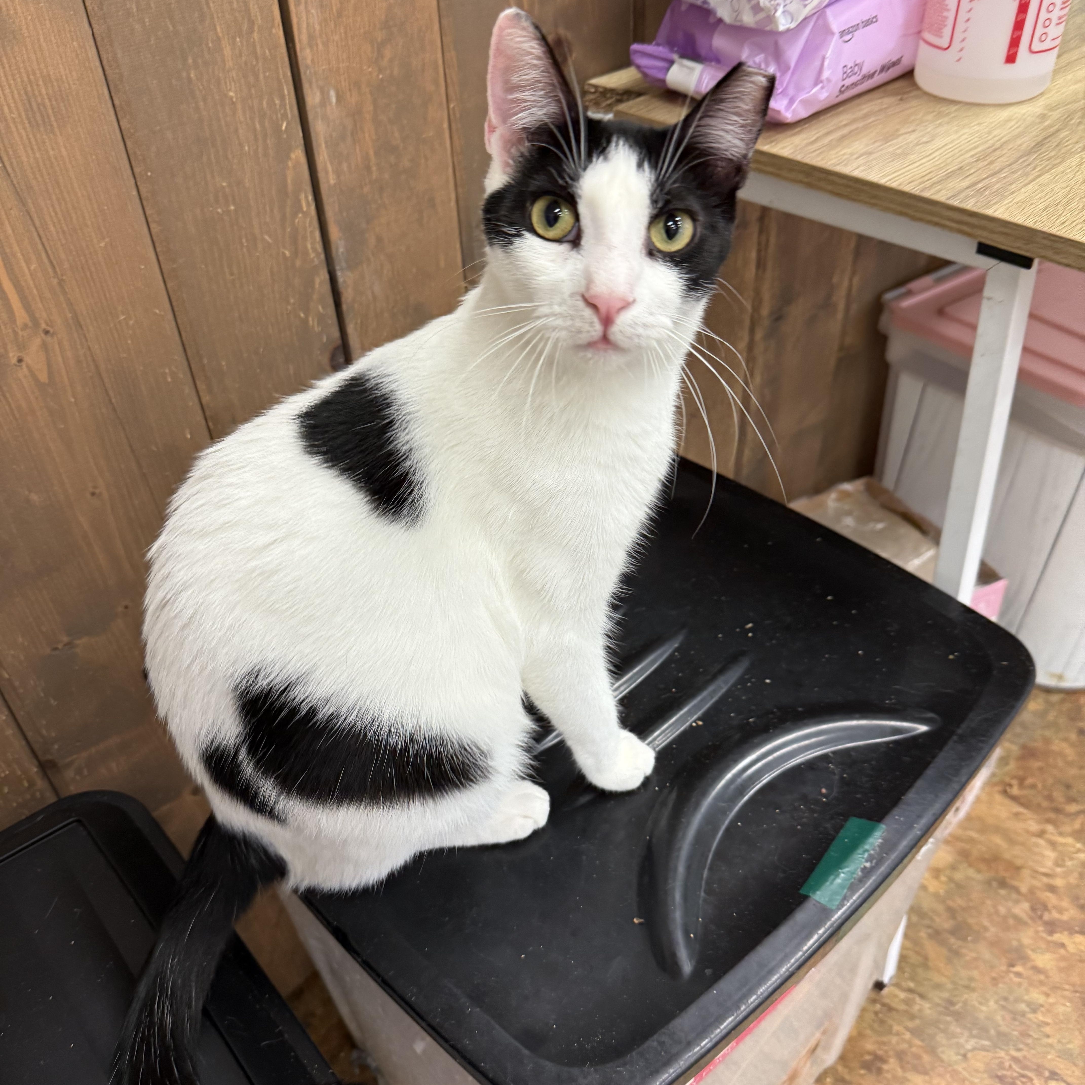 A young large-sized male Black & White / Tuxedo Domestic Short Hair cat named Chantilly for adoption in Miami Beach, FL