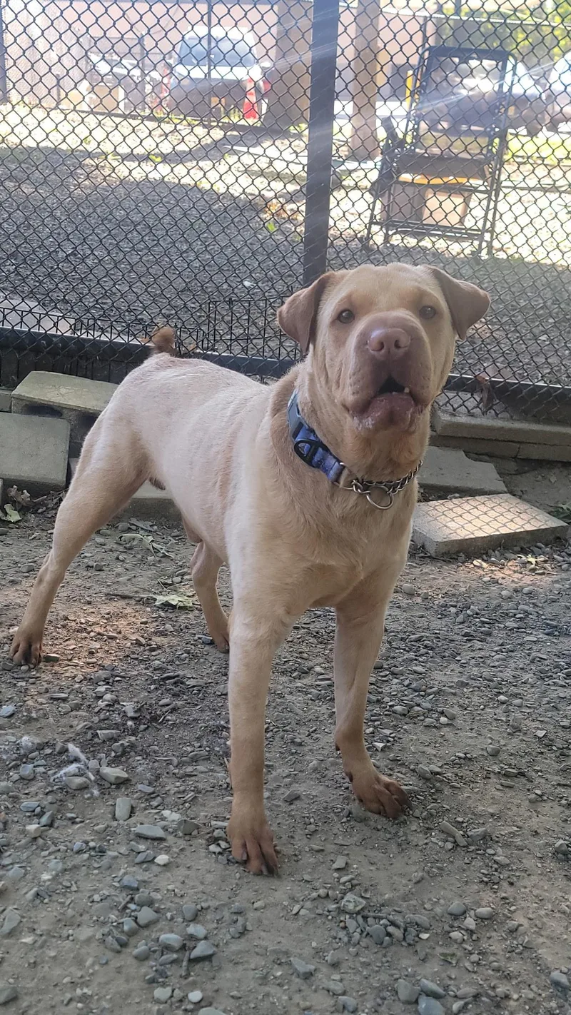 An adult medium-sized male Shar-Pei dog named Beau for adoption in Old Bridge, NJ