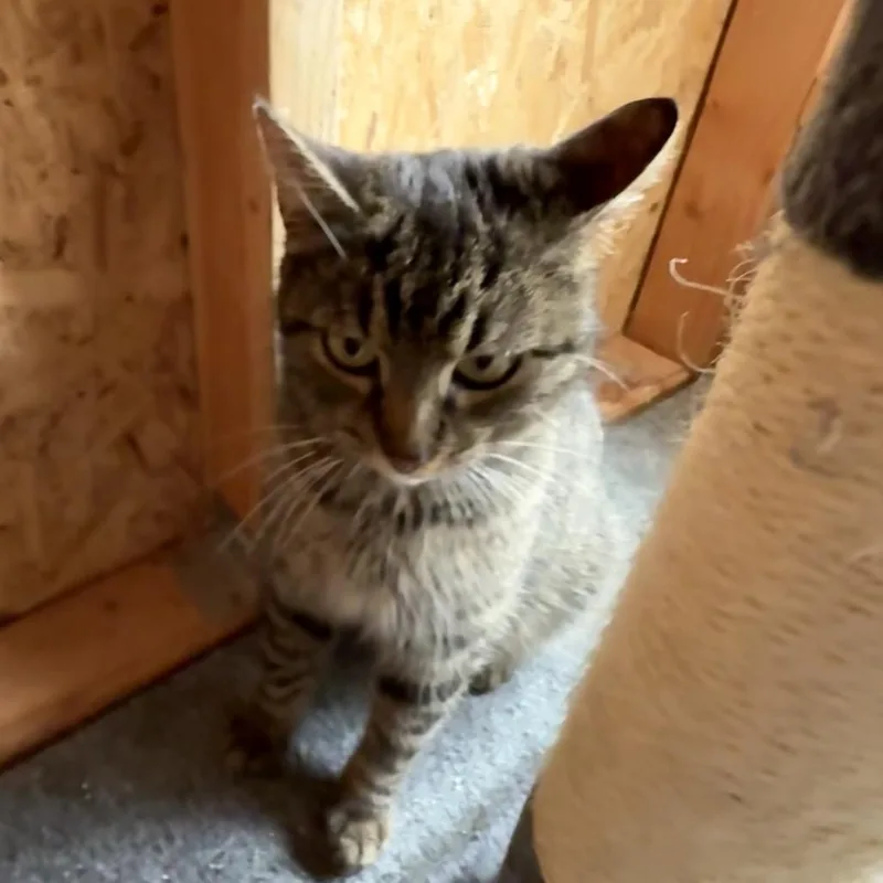 A young small-sized female Gray / Blue / Silver Domestic Short Hair cat named Felicity for adoption in Silver Spring, MD
