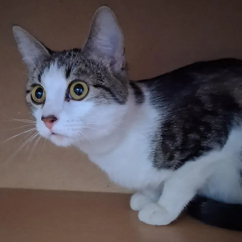 A young medium-sized female Brown / Chocolate Domestic Short Hair cat named Biscuit for adoption in Marion, IL