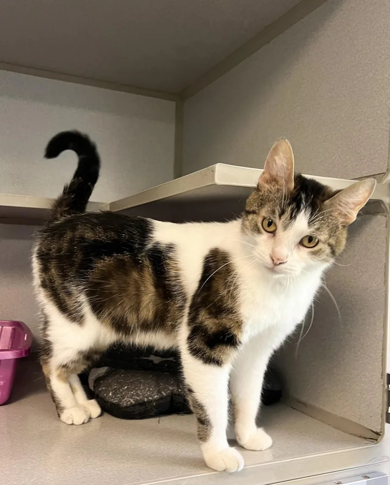 A young medium-sized female Domestic Short Hair cat named Mia for adoption in St. Ignace, MI