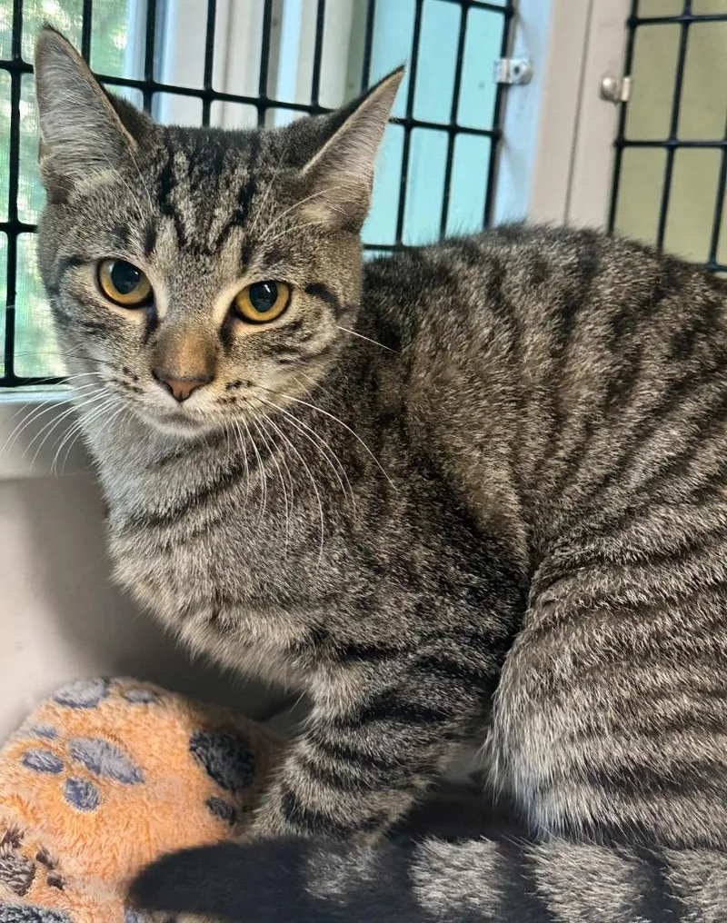 A baby small-sized male Domestic Short Hair cat named Duchess for adoption in Hillsdale, IN