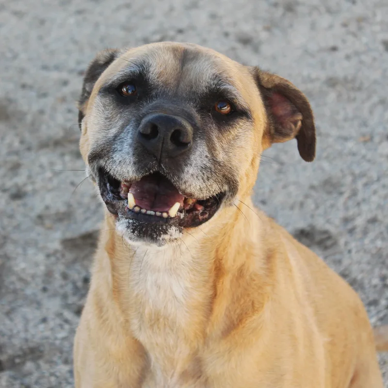 A senior medium-sized female Apricot / Beige Shepherd dog named Blue for adoption in Yucca Valley, CA
