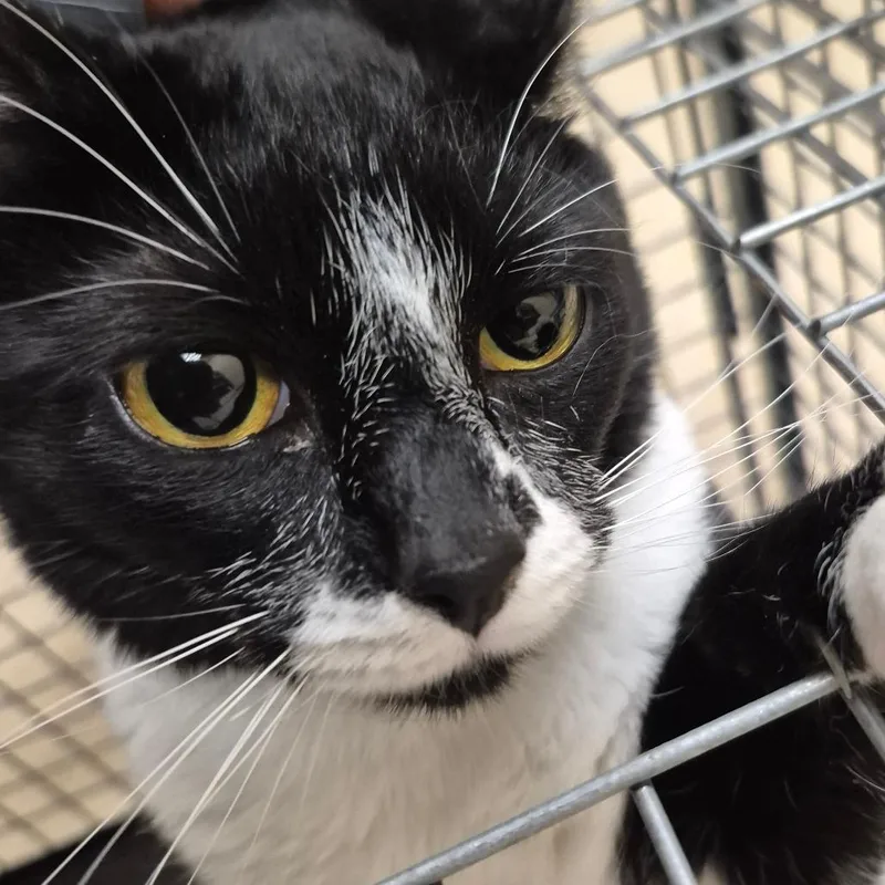An adult medium-sized female Black Domestic Short Hair cat named Bane for adoption in Lake Panasoffkee, FL
