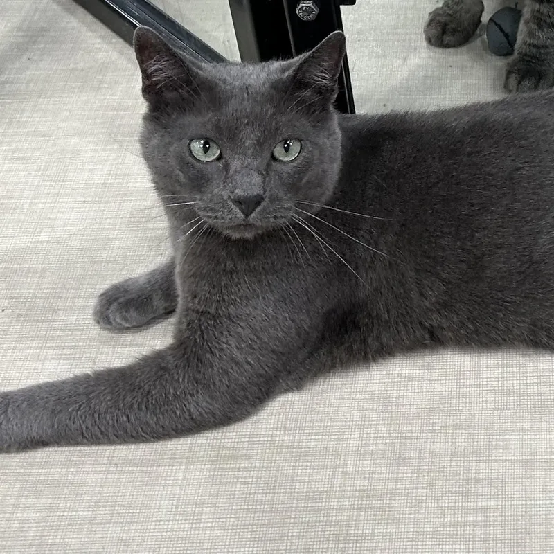 An adult large-sized male Gray / Blue / Silver Domestic Short Hair cat named Gizmo for adoption in Webster City, IA