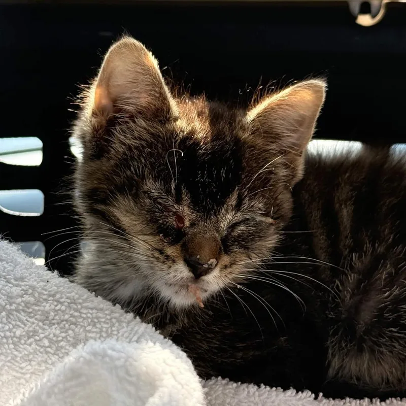 A baby small-sized female Brown / Chocolate Domestic Short Hair cat named Tater Tot for adoption in Delaware, OH