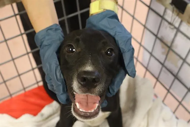 A young small-sized male Mixed Breed dog named Alvin for adoption in Columbia, SC